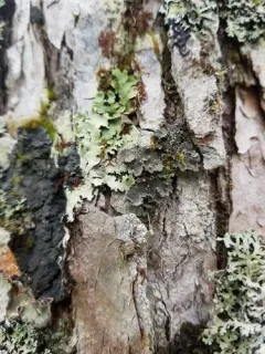 Vole Ears Lichen thumbnail 2