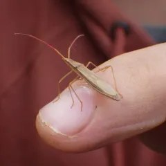 Protenor belfragei thumbnail 1