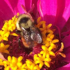 Red-belted Bumble Bee thumbnail 4