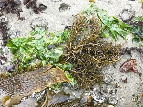 Bottlebrush seaweed