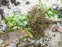 Bottlebrush seaweed thumbnail 1