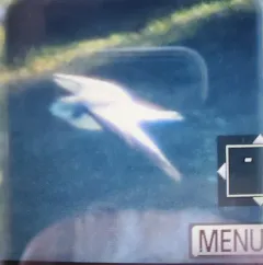 Sabine's Gull thumbnail 2