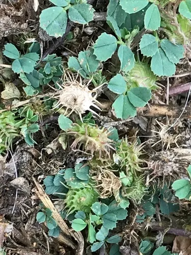 bur clover