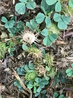 bur clover thumbnail 1