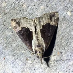 Baltimore Snout thumbnail 2