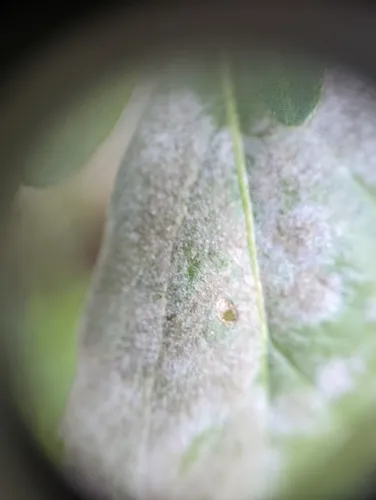 Neoerysiphe baccharidis
