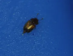 Epuraea terminalis thumbnail 3