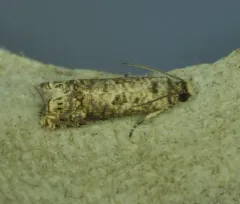Sumac Leaftier Moth thumbnail 4