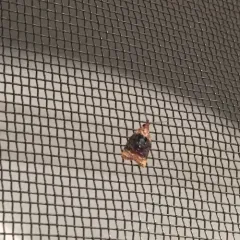 Black-shaded Platynota Moth thumbnail 2