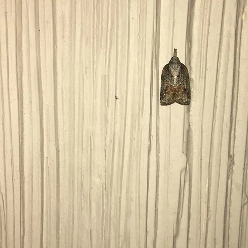 Tufted Apple Bud Moth