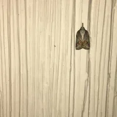 Tufted Apple Bud Moth thumbnail 1