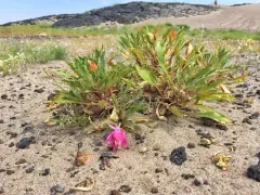 St. Anthony Dunes Evening Primrose thumbnail 3