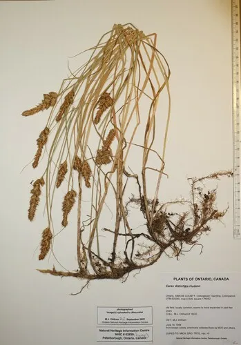 brown sedge