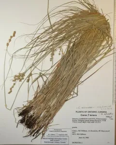 Prickly Quill Sedge thumbnail 3