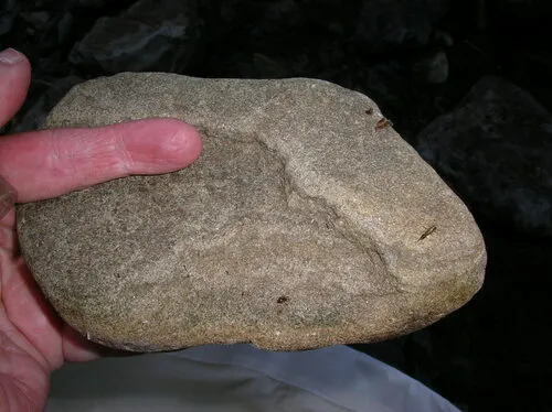 Pocadicnemis occidentalis
