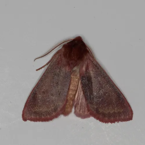 Pink Sallow