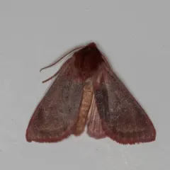 Pink Sallow thumbnail 1