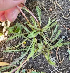 Parry's lousewort thumbnail 1