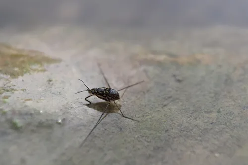 Trepobates inermis