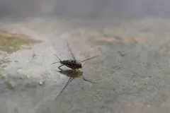 Trepobates inermis thumbnail 1