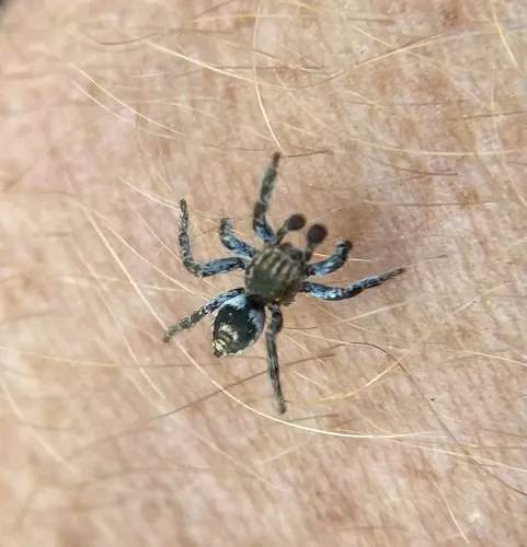 Habronattus venatoris