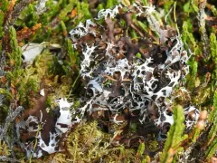 Arctic tumbleweed thumbnail 2