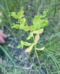 Reticulate-seeded Spurge thumbnail 2