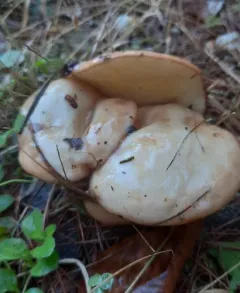 white suillus thumbnail 2