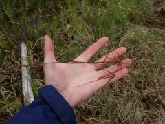Bulbous Rush thumbnail 3