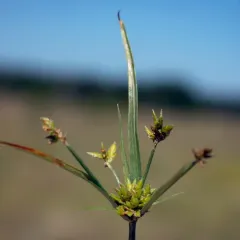 Schweinitz's flatsedge thumbnail 1