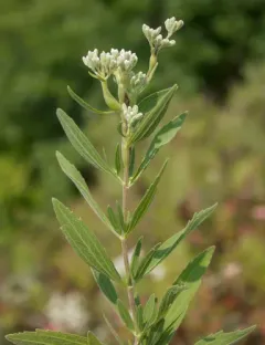 Boneset Stem Midge thumbnail 3