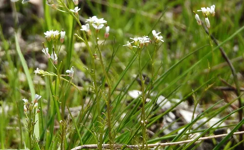 Hairy Rockcress