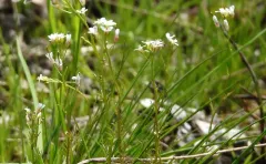 Hairy Rockcress thumbnail 1