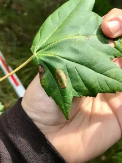 Red Maple Blotchminer thumbnail 1