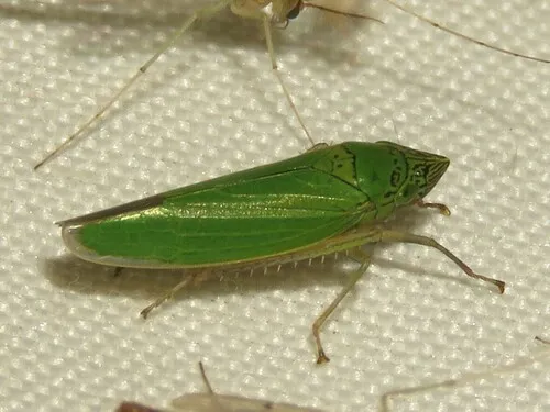 Waterlettuce Leafhopper