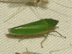 Waterlettuce Leafhopper thumbnail 1