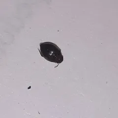 Say's Diving Beetle thumbnail 2