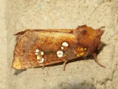 Mayapple Borer Moth thumbnail 1