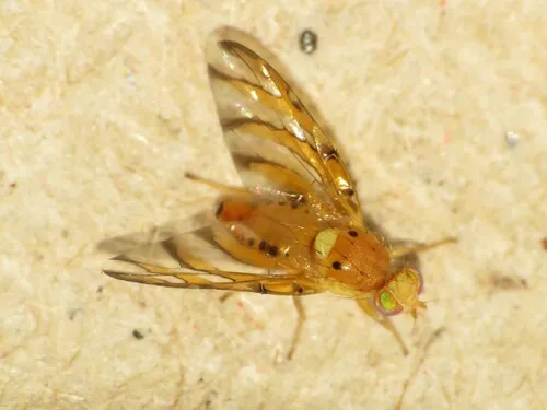 Tomoplagia obliqua