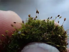 Verdigris Tufa-moss thumbnail 2