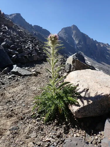 Cirsium tweedyi