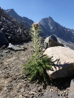 Cirsium tweedyi thumbnail 1