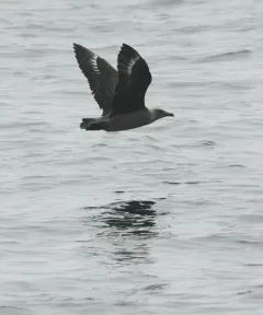 South Polar Skua thumbnail 3