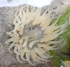 Silver Spotted Anemone thumbnail 2