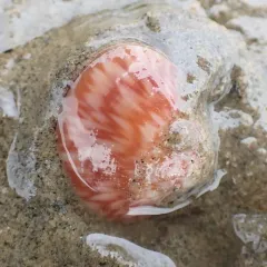 Greenland Smoothcockle thumbnail 3