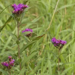 Smooth Ironweed thumbnail 4