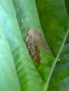 Ectoedemia rubifoliella thumbnail 3