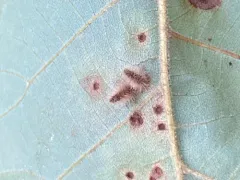 Hickory White-haired Gall Midge thumbnail 4