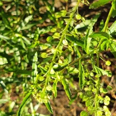 Virginia pepperweed thumbnail 2