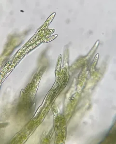 Two-ranked Moss thumbnail 2